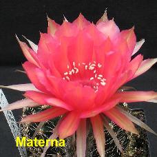 EP-H. Materna.4.2.jpg 